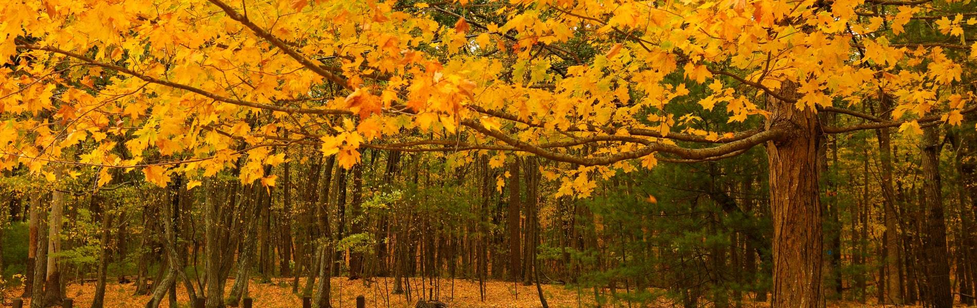 Fall foliage in Walden Ponds GA